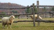 Small scale agriculture – Sheep Fencing