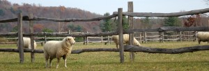 Small scale agriculture classes at Maplewood Center for Common Craft